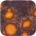 bigceramicstore-com,Amaco Crystaltex Glaze CTL47 Tangerine,Amaco,Glazes - Low-fire