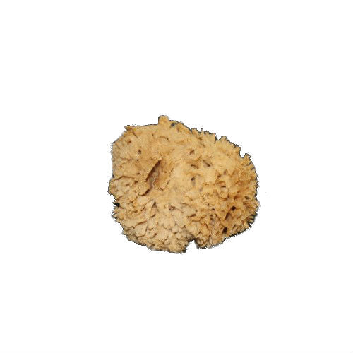 Sea Silk Sponge image 4